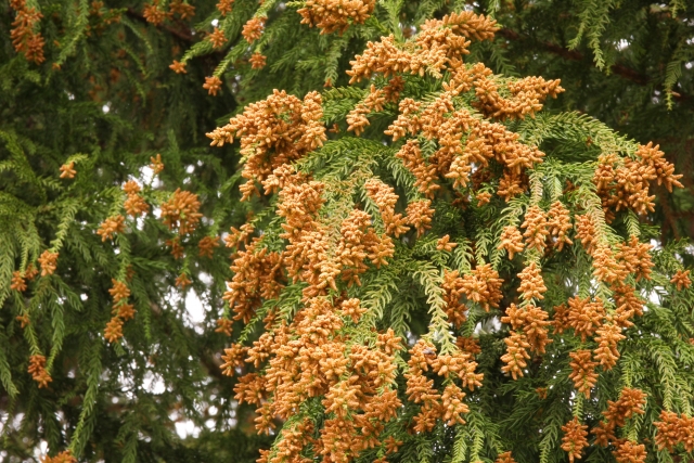 花粉の季節