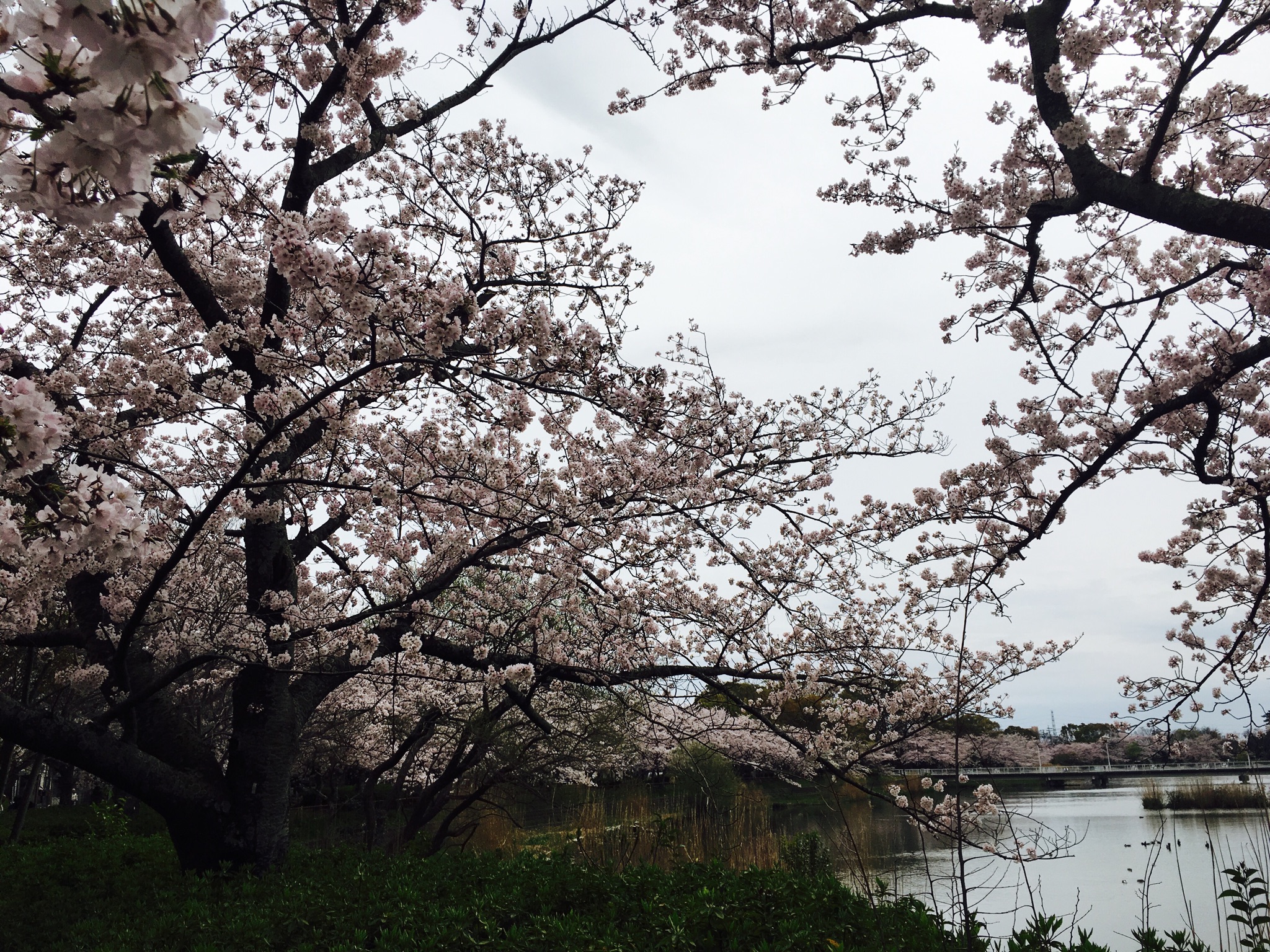 お花見♪