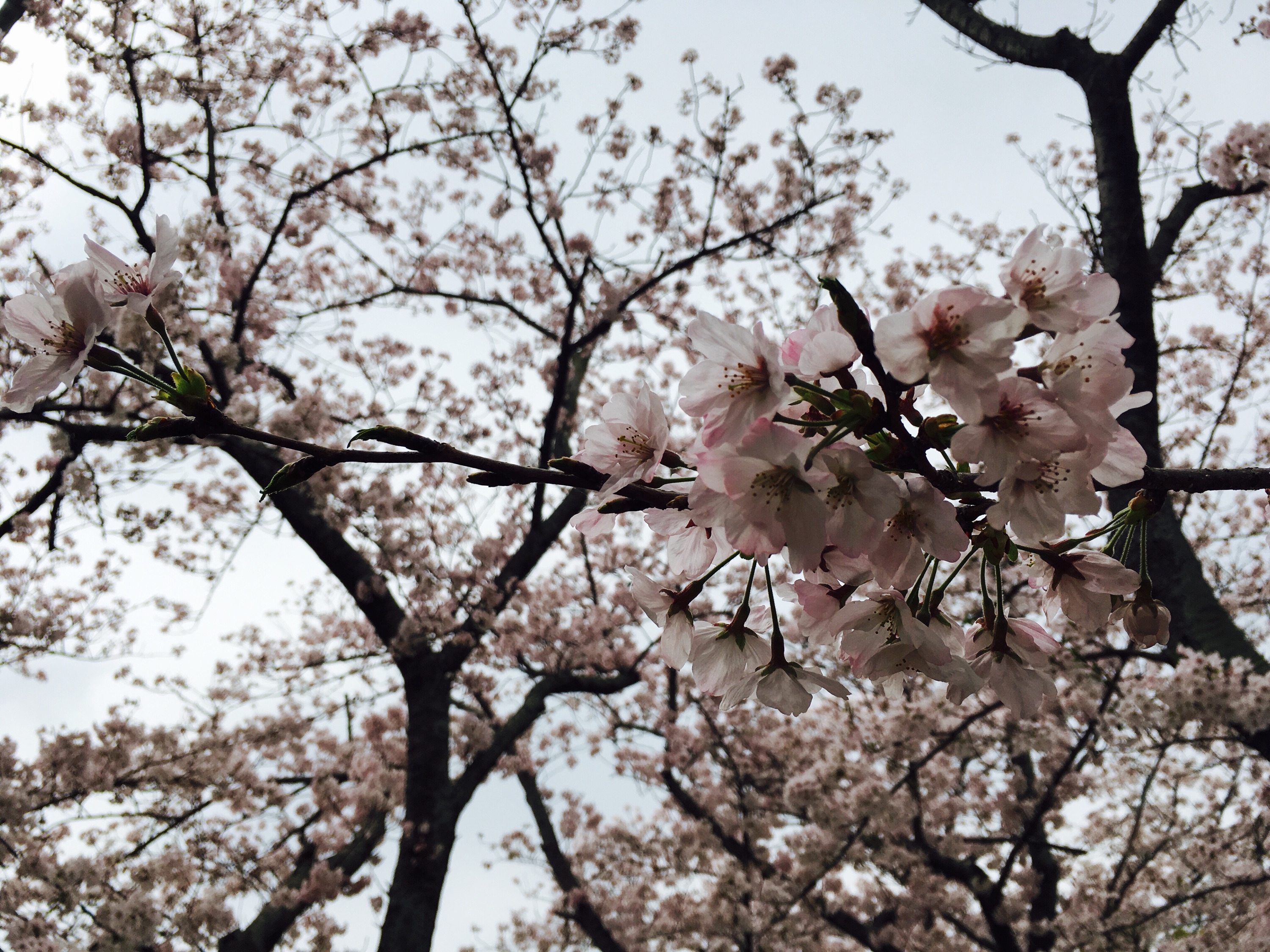 お花見♪