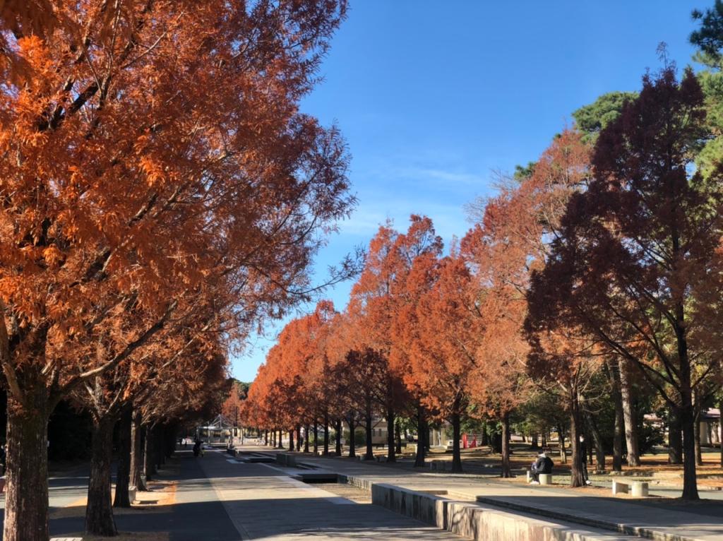 紅葉が見頃です✨