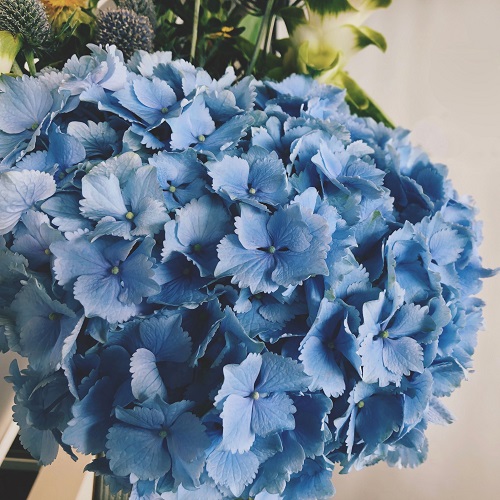 6月といえば紫陽花